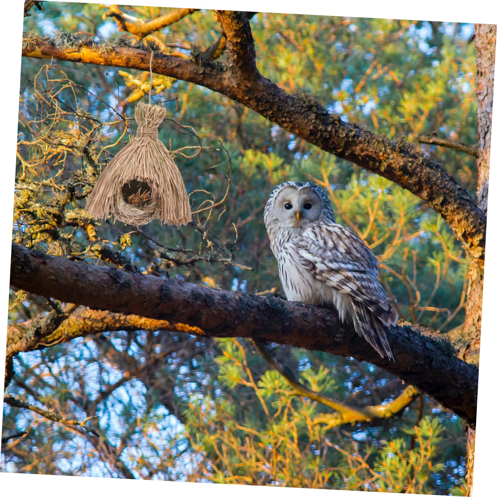 3 Nidos Colgantes Tejidos Para Jardín - Refugio Decorativo Para Aves, Para Exterior O Interior, Estilo Rústico