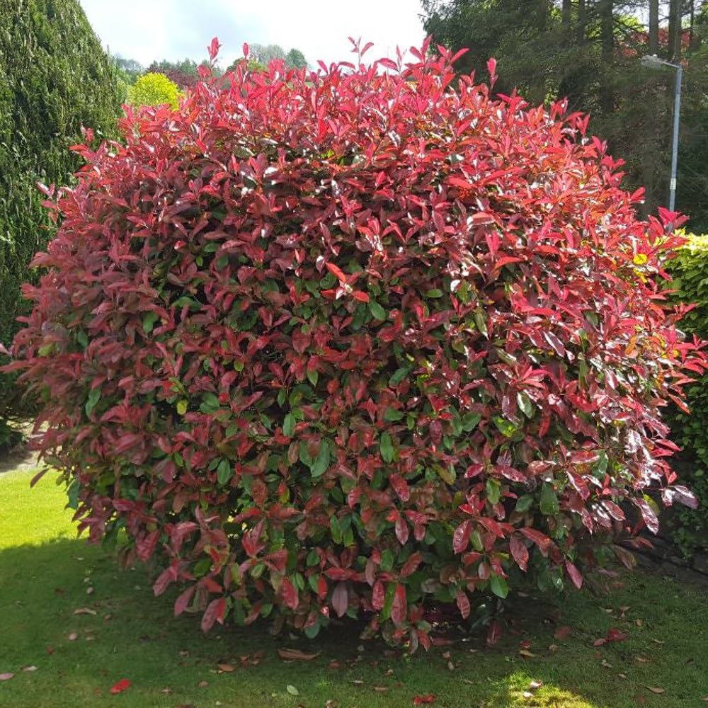 GardenersDream Photinia Red Robin - All Year Round Colourful Christmas Berry Ornamental Tree - Garden Ready Evergreen Hedging Plant - Captivating Flowering Shrub For Garden (9cm Pots, 15 Plants