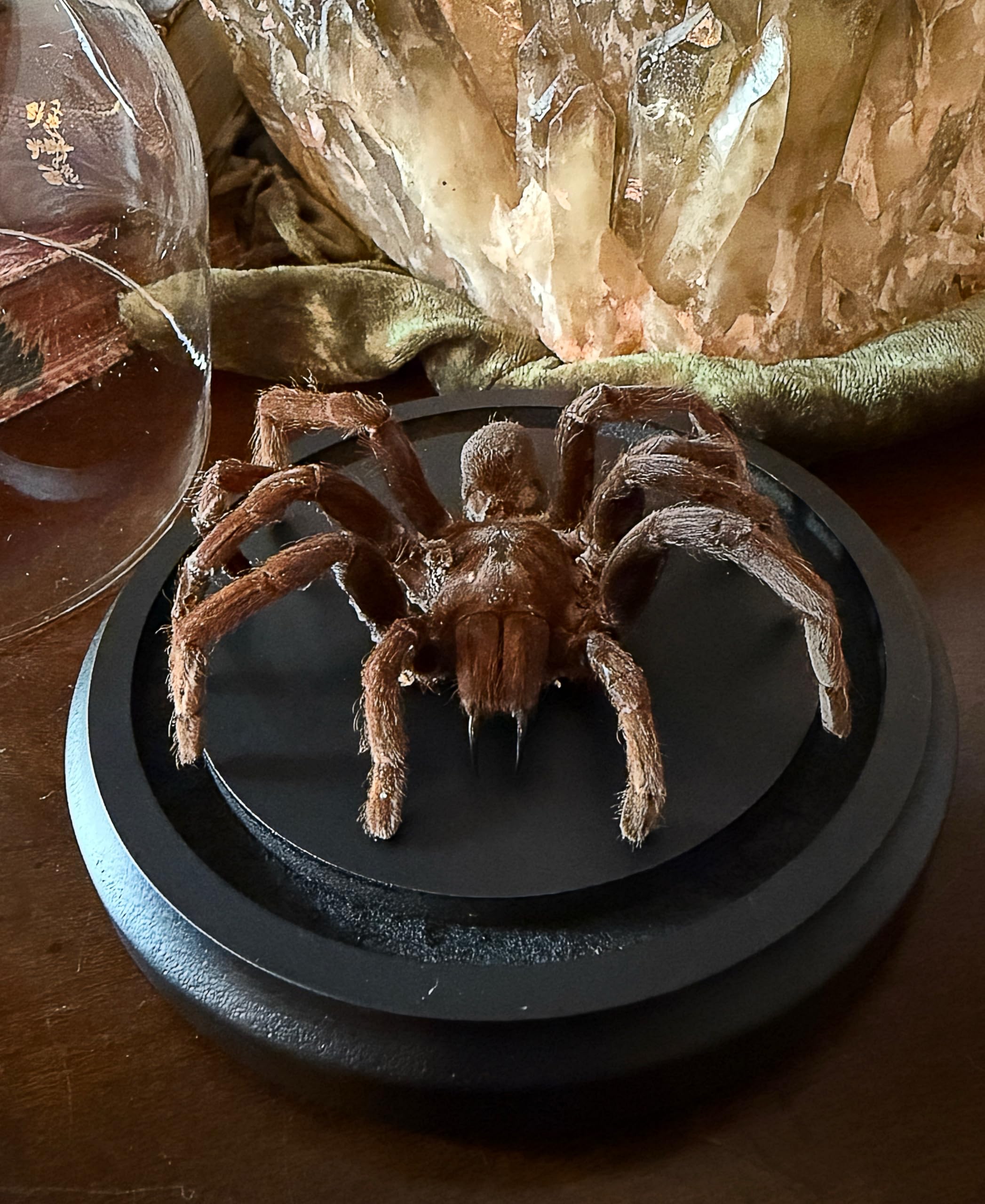 Preserved Tarantula 