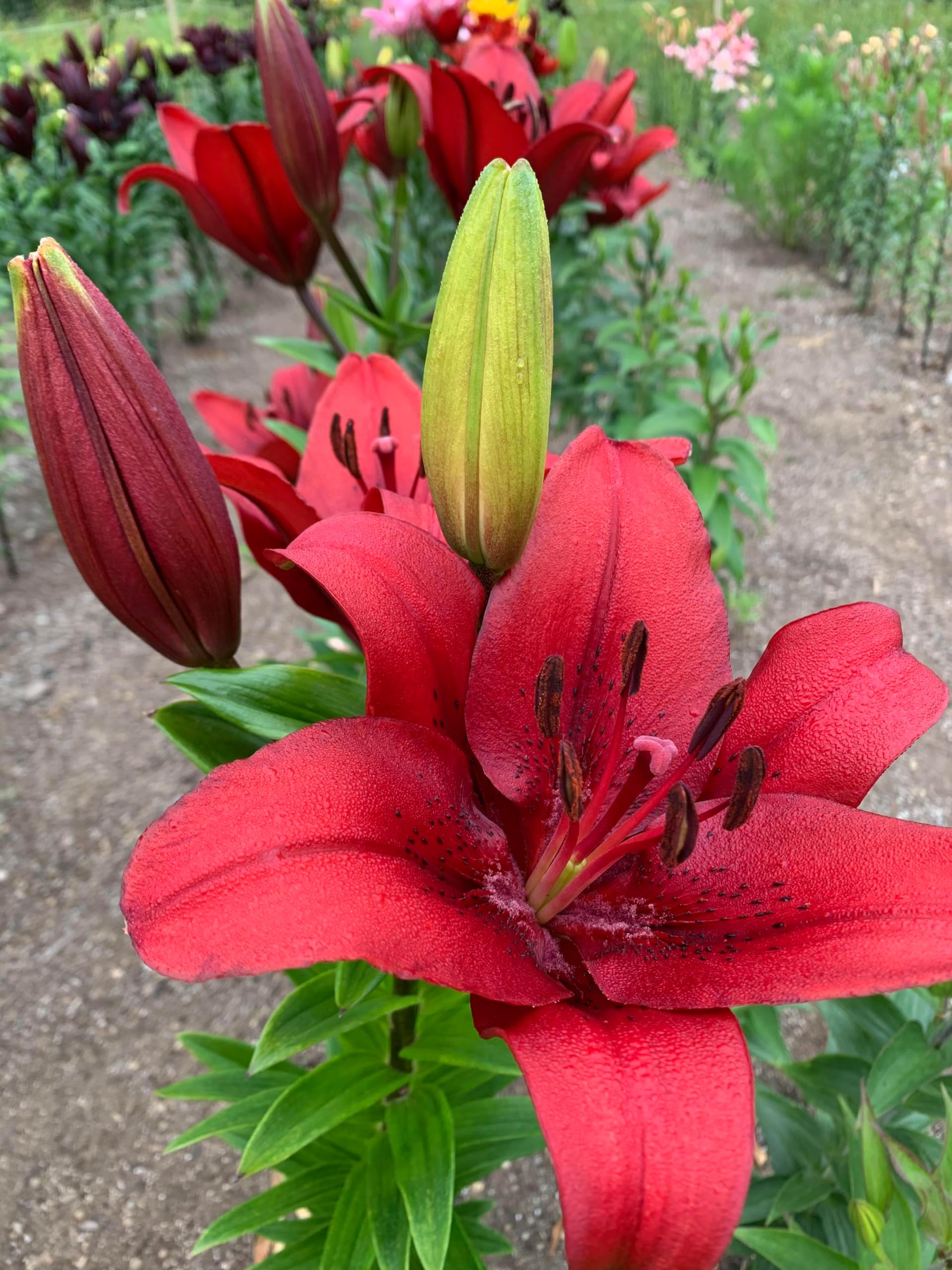 Asiatic Lily Flower Bulbs For Garden Dynamix 2pcs Red