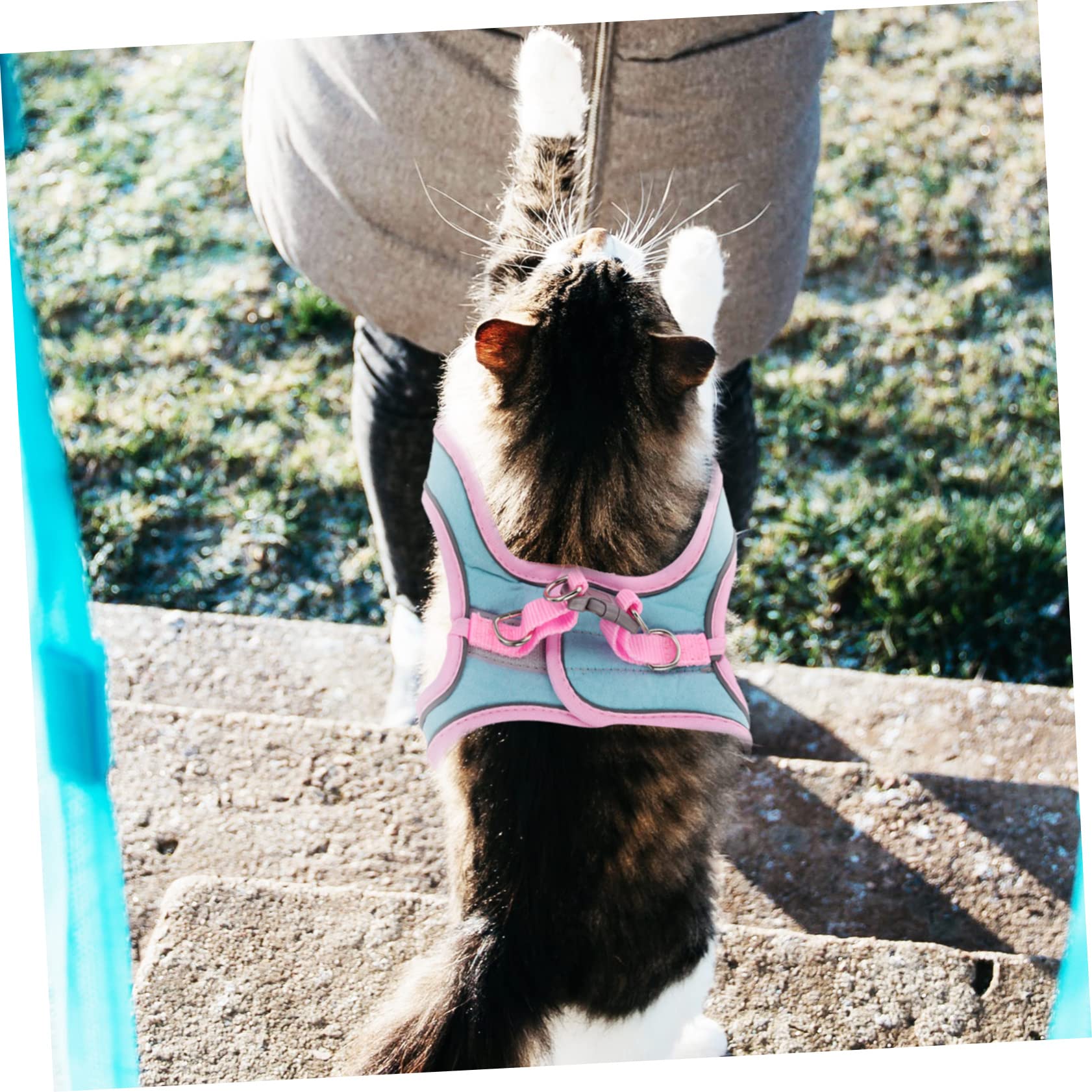 Happyyami 5sets Pettorina Per Gatti e Cuccioli Riflettente Con Guinzaglio Vestibilità Comoda Per Passeggiate Notturne e Allenamento All Aperto