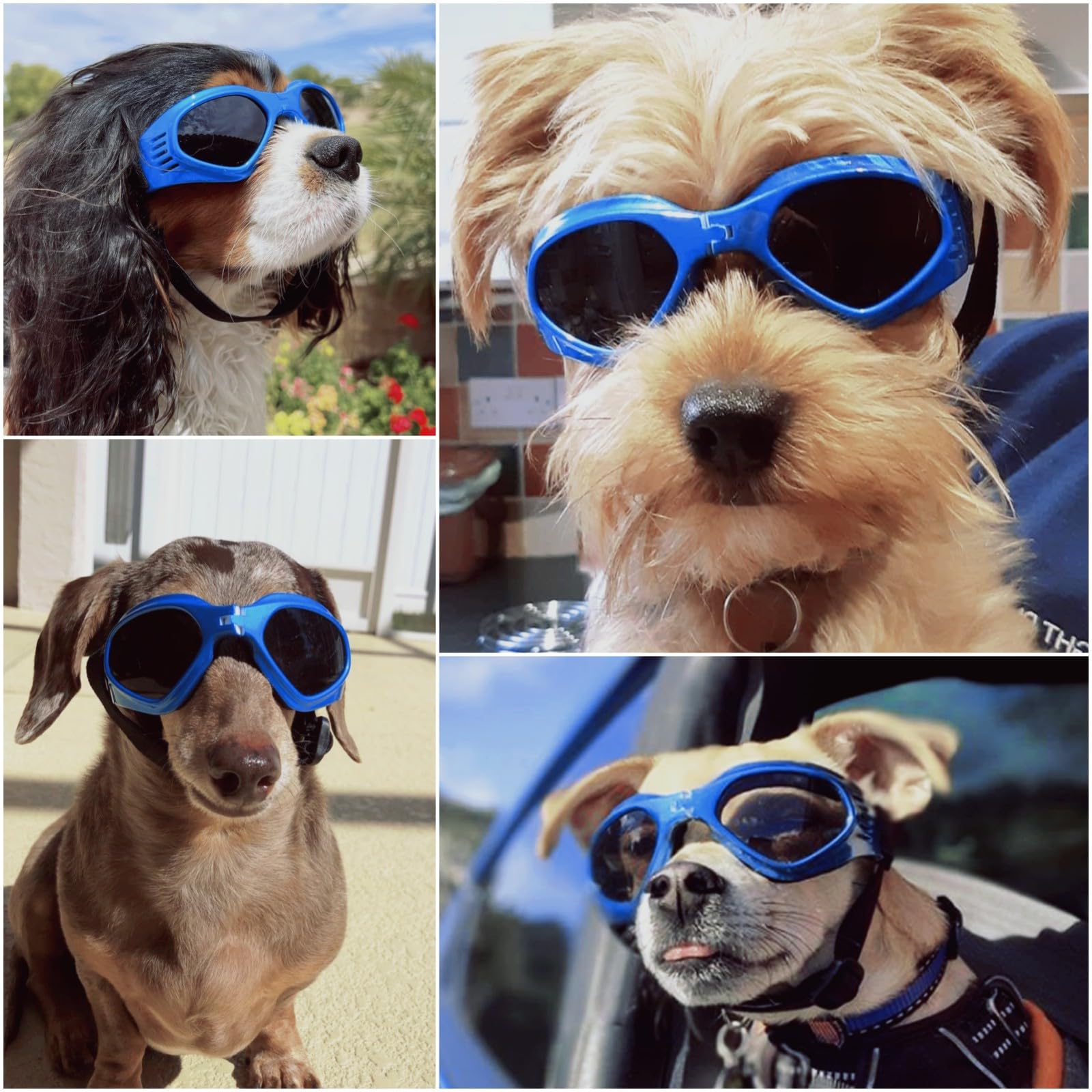 NAMSAN Dog Goggles for Small to Medium Dogs, Dog Sunglasses UV Protection for Medium Dogs Outdoor Cycling Driving, Small Puppy Glasses Dog Eye Protection, Anti-Fog Windproof, Adjustable, Blue : Pet