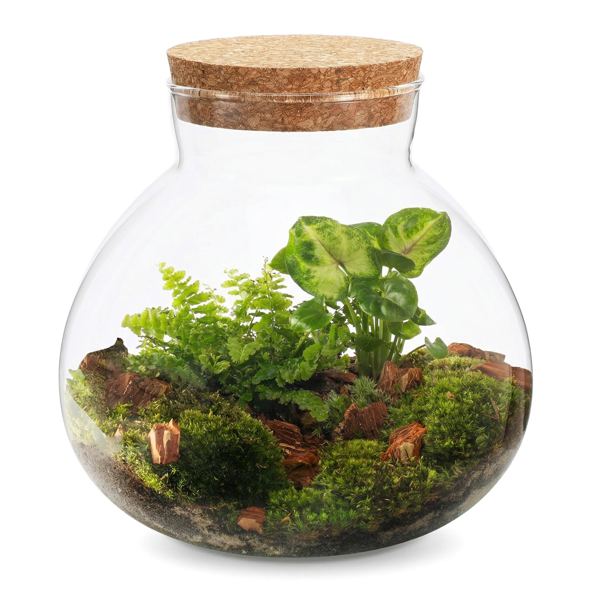 DOITOOL Pot rond en verre pour terrarium, plantes succulentes, bourgeons, vase à vœux, bouteille avec couvercle en liège, pot à bonbons, pot en verre pour fougère, mousse, plantes succulentes