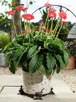 Potty Feet Robin Figures Plant Pot Feet - Planter Support - Handmade Decorative Ornaments - 3pcs
