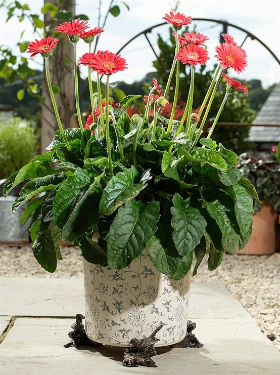 Potty Feet Robin Figures Plant Pot Feet - Planter Support - Handmade Decorative Ornaments - 3pcs