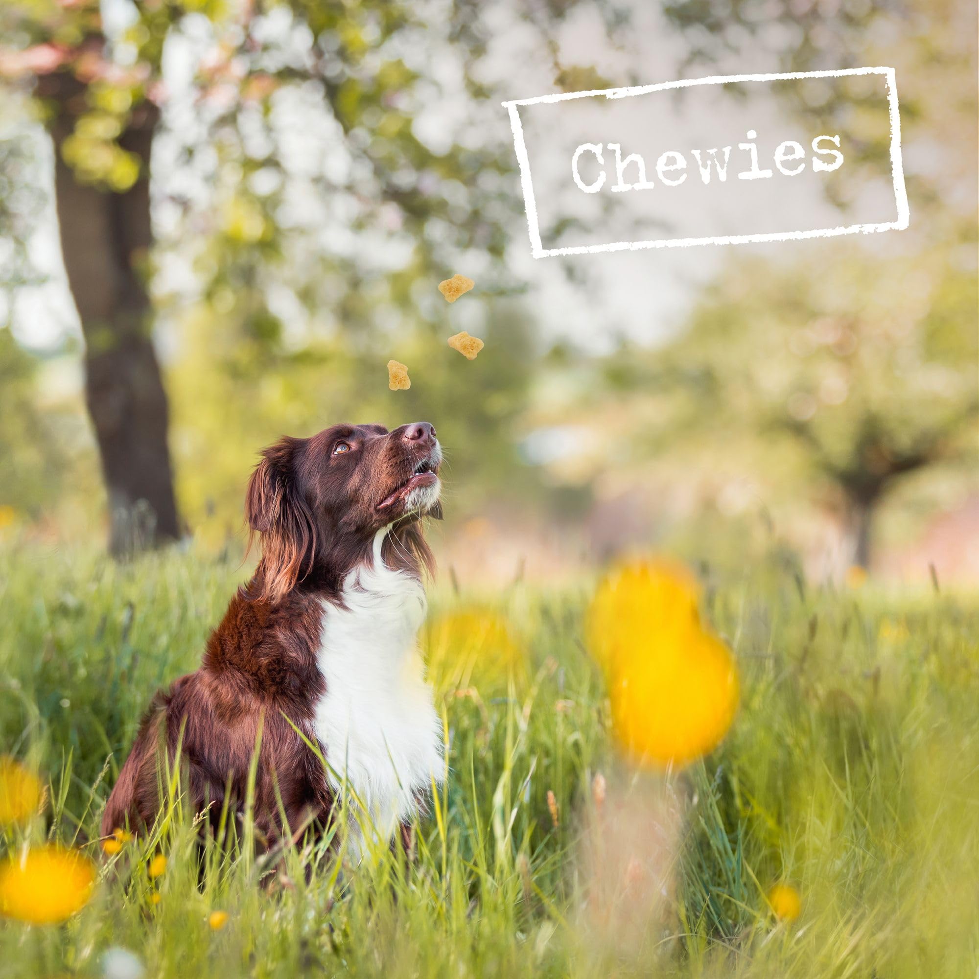 Chewies Corne de Buffle pour Chien - Corne à mâcher remplie de Buffle d'eau - Jouet Naturel à mâcher - Soin Dentaire et Plaisir de Jeu en 1 - Taille XL : pour Chiens pesant jusqu'à 35 kg