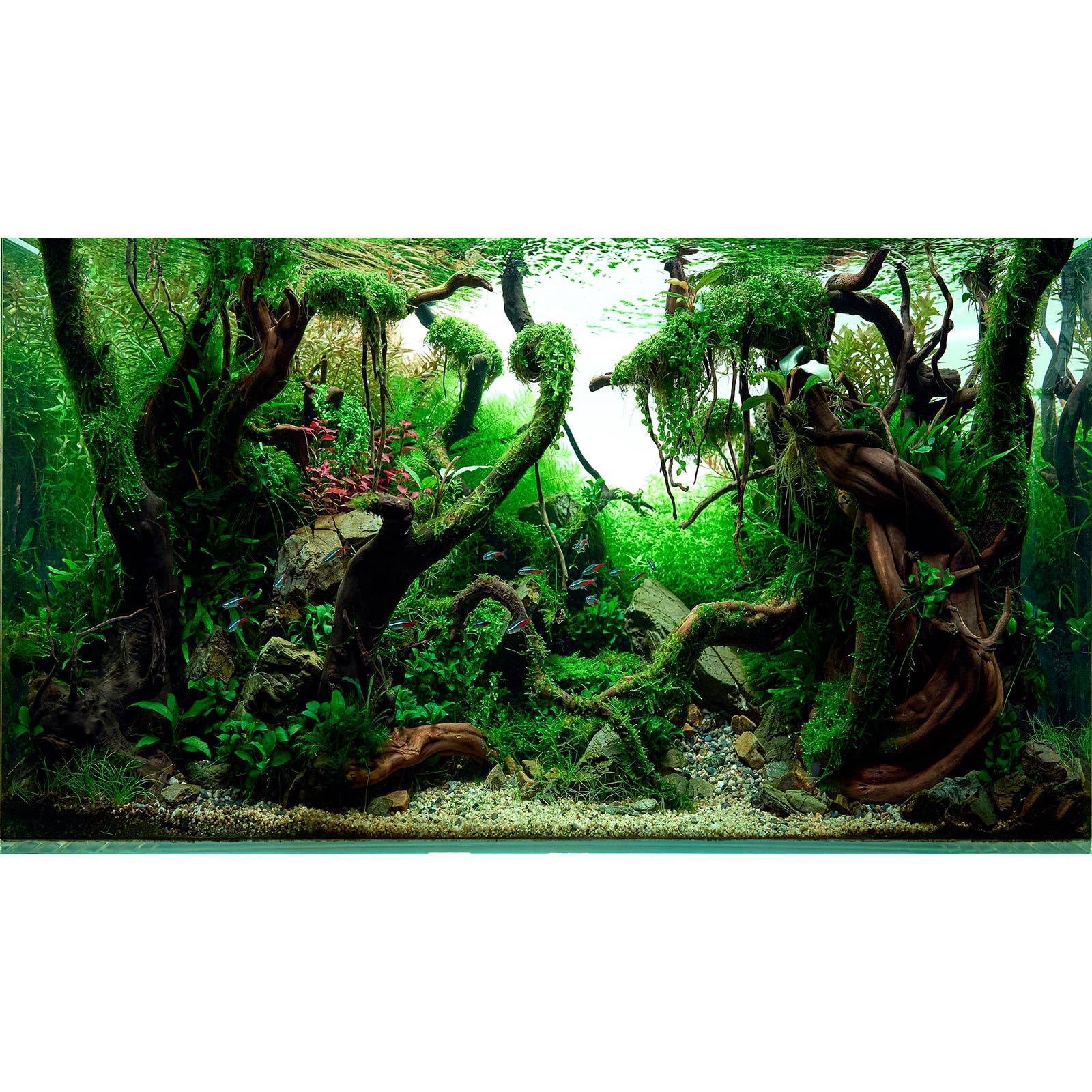 Aquascaped Freshwater Aquarium Background with Neon Fish Live Plants,Frodo Stones and Redmoor Roots Terrarium Background Jungle Style Aquascape Aquarium Backdrop Fish Tank Decor Vinyl 36x18in