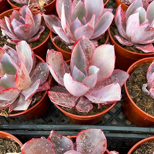 Miniatura 2 de Plantas suculentas vivas Echeveria Afterglow, suculentas raras totalmente enraizadas en macetas de 4 pulgadas con tierra, planta de casa de fácil