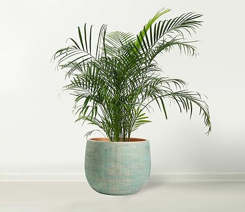 Miniatura 4 de Olly & Rose Bali - Maceta de cemento de cerámica de 10 pulgadas, macetas para interiores y exteriores, jardín y maceta