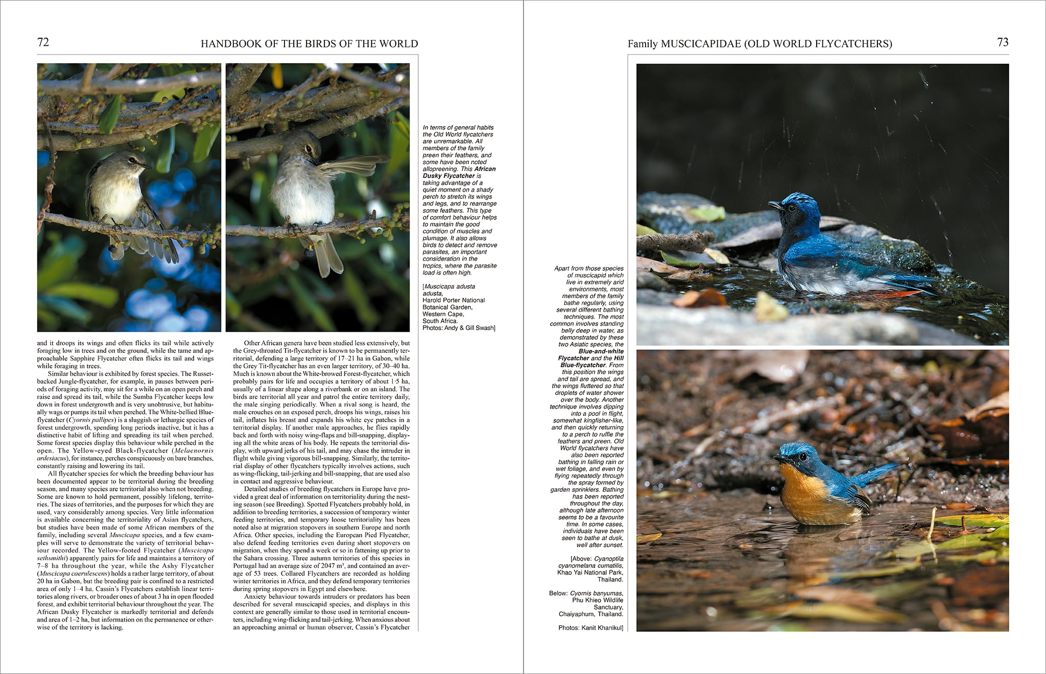 Handbook of the Birds of the World – Volume 11: Old World Flycatchers to Old World Warblers: v. 11