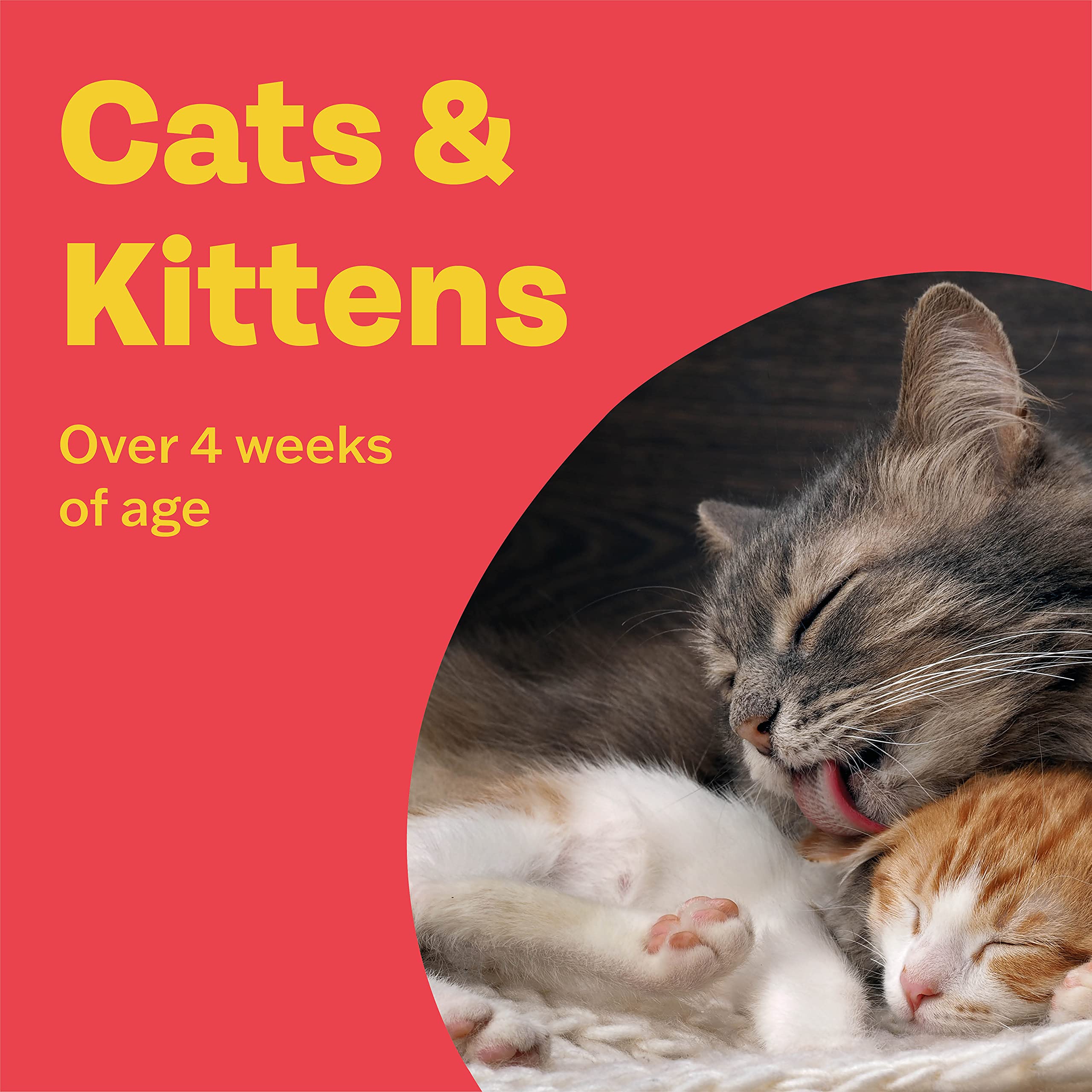 Buy Bob Martin Delicious Conditioning Tablets for Cats & Kittens