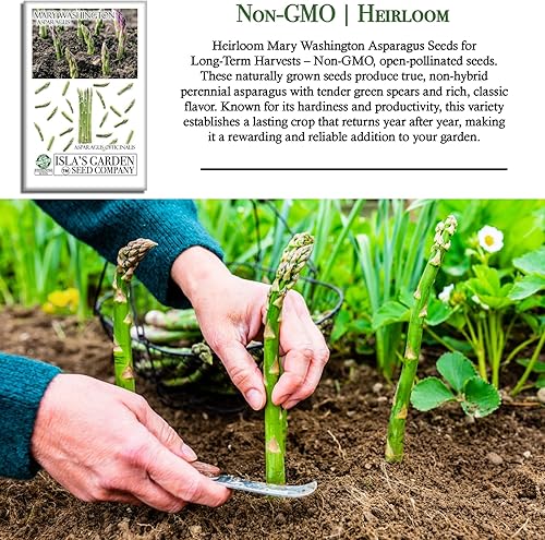 Miniatura 3 de Semillas de espárragos Mary Washington (Asparagus officinalis)  Más de 125 semillas de reliquia sin OMG para plantar, plantas perennes de larga vida