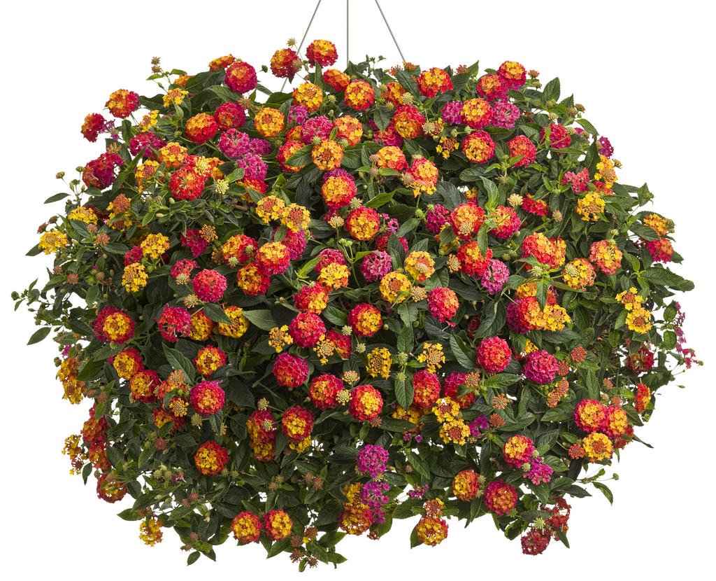 See full amazon price history chart for Creative Farmer Dwarf Flower Seeds Spanish Flag Hanging Pots Flower Seed Flower Seeds For Partial Shade Seeds Kitchen Garden Seeds Pack Creative Farmer Dwarf Flower Seeds Spanish Flag Hanging Pots Flower Seed Flower Seeds For Partial Shade Seeds Kitchen Garden Seeds Pack (B078R76DHK) Amazon Price History, Amazon Price Tracker