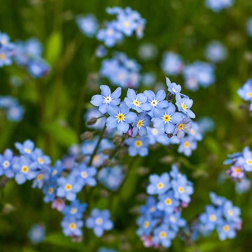 Outsidepride Perennial Low Growing Blue Myosotis Alpestris Olvídate de las flores - 5000 semillas