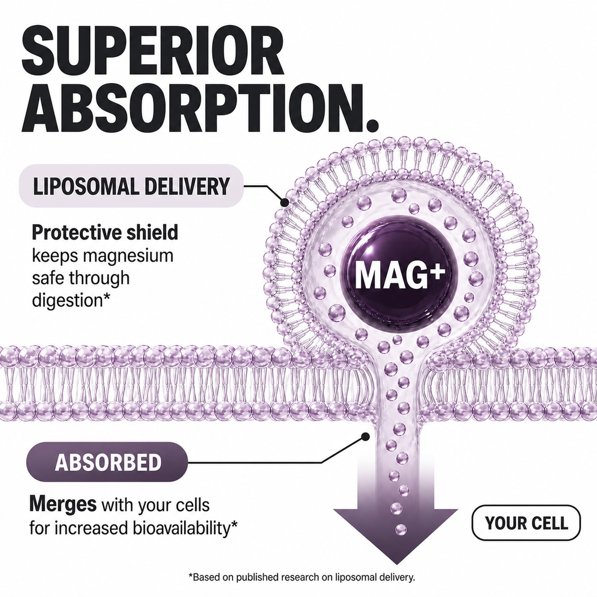 Liposomal Magnesium L-Threonate with Apigenin, L-Theanine, & Valerian Root — Amazon image 7