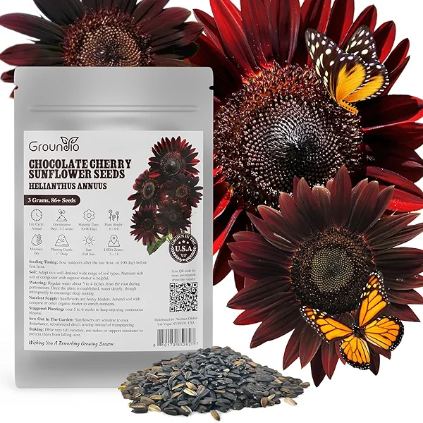 Groundio Chocolate Cherry Sunflower Seeds for Planting, 86+ Helianthus Annuus Seeds, 6-8ft Giant Non-GMO Burgundy Black Flower for Your Garden