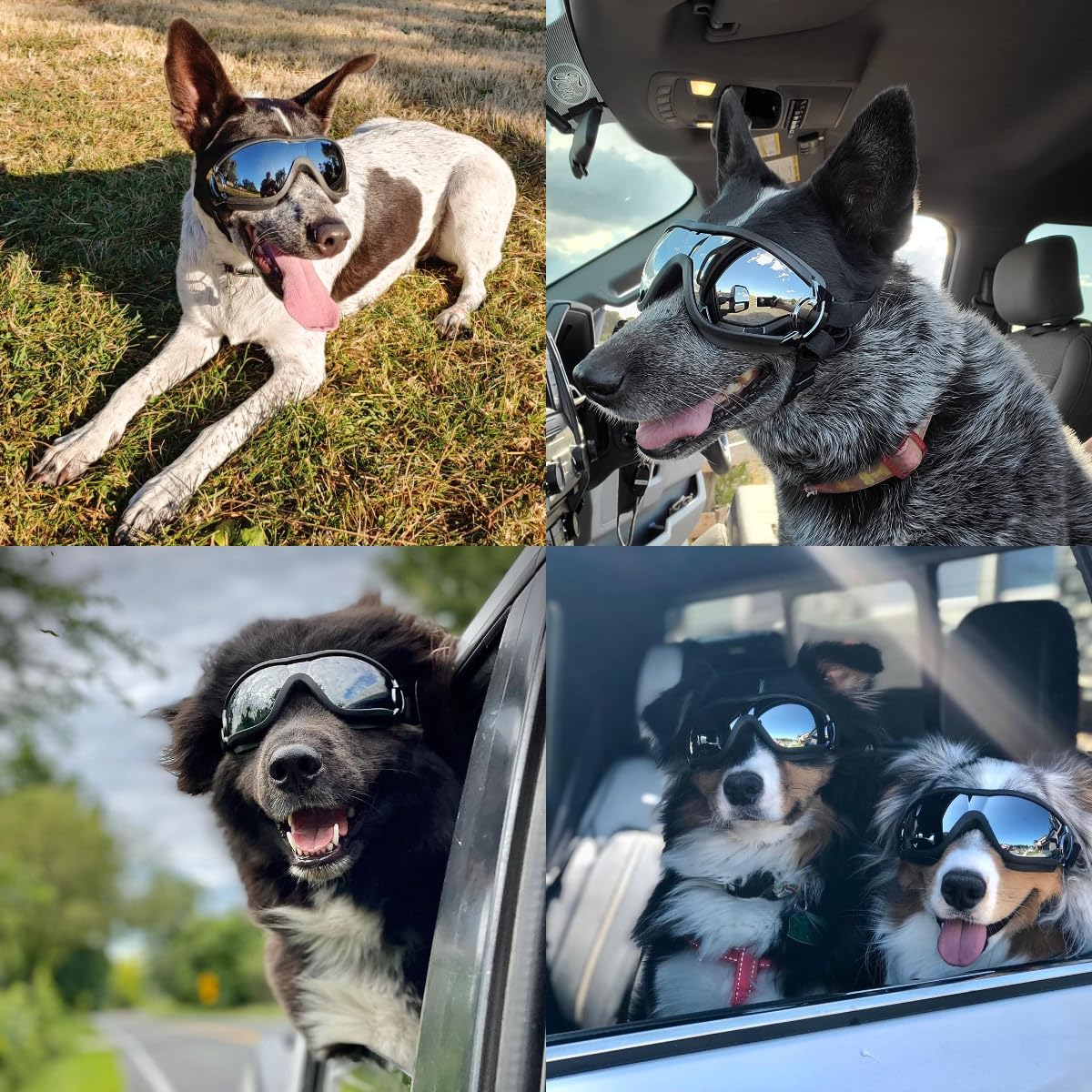Lunettes de Protection Coupe-Vent pour Chiens de Taille Moyenne et Grande Taille