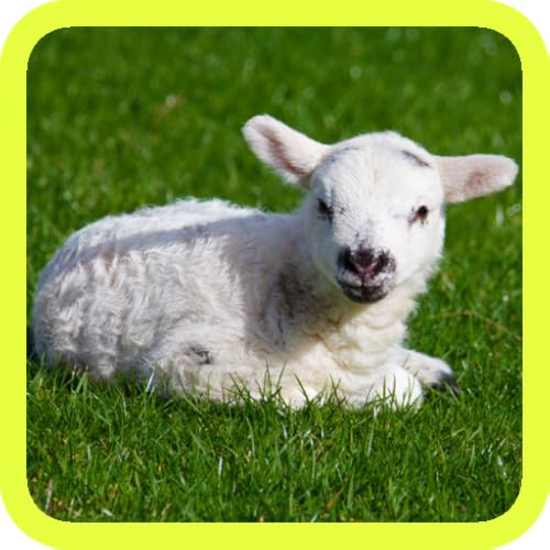 Adorable Pics! Cute Animal Pictures & Wallpapers of Kittens, Puppies, Piglets, Chicks, Little Ducklings, Zoo Pets, Cats, Dogs, Farm Animals around the World! FREE App for Pocket Pet Puppy and Kitten Care Planet Lovers! Live Wallpaper HD 3D Photo!