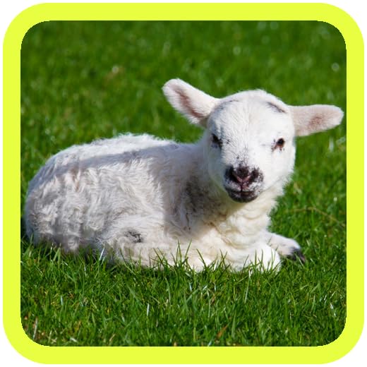 Adorable Pics! Cute Animal Pictures & Wallpapers of Kittens, Puppies, Piglets, Chicks, Little Ducklings, Zoo Pets, Cats, Dogs, Farm Animals around the World! FREE App for Pocket Pet Puppy and Kitten Care Planet Lovers! Live Wallpaper HD 3D Photo!