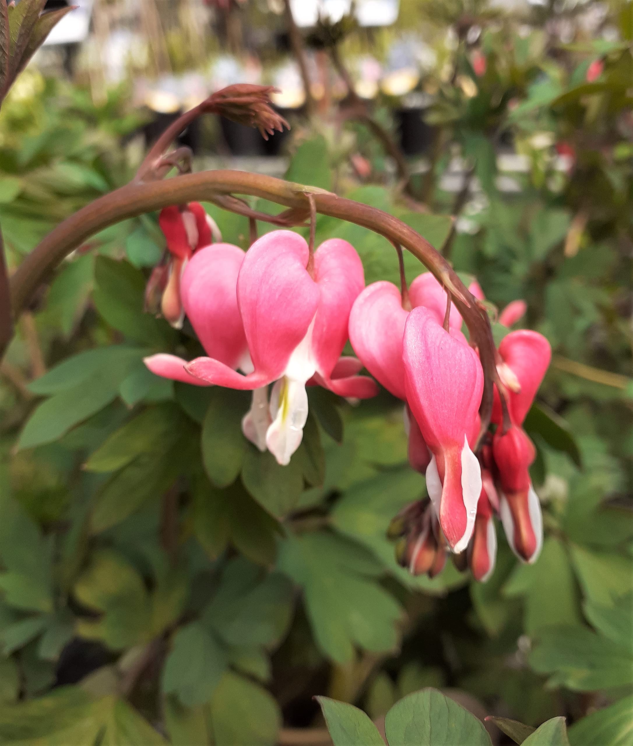 Lamprocapnos spectabilis : aka Dicentra, Bleeding Hearts - a Garden Tested, Hardy Perennial Plant Supplied in a Half Litre Pot