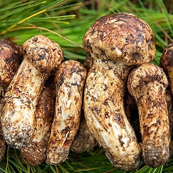 ひまわり 中国雲南省 新鮮松茸 HAL約 3kg ひまわり様専用 中国雲南省