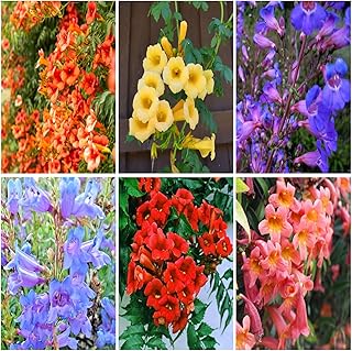 Mixrug Hummingbird Trumpet Vine Plant Seeds Outdoor-100+Trumpet Creeper Seeds for Planting -Mixed Hummingbird Flower Seed Non-GMO Heirloom for Outdoors Garden