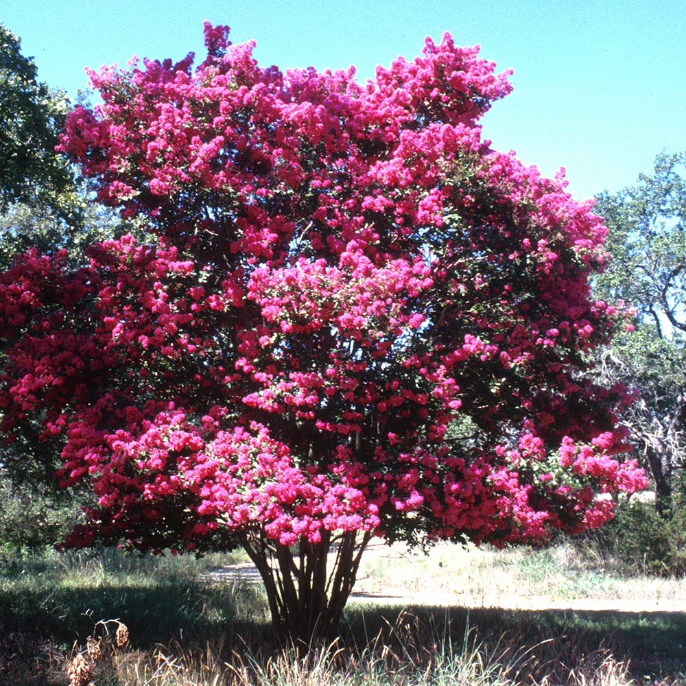 50 Semillas de Arbol de Jupiter (Lagerstroemia indica)