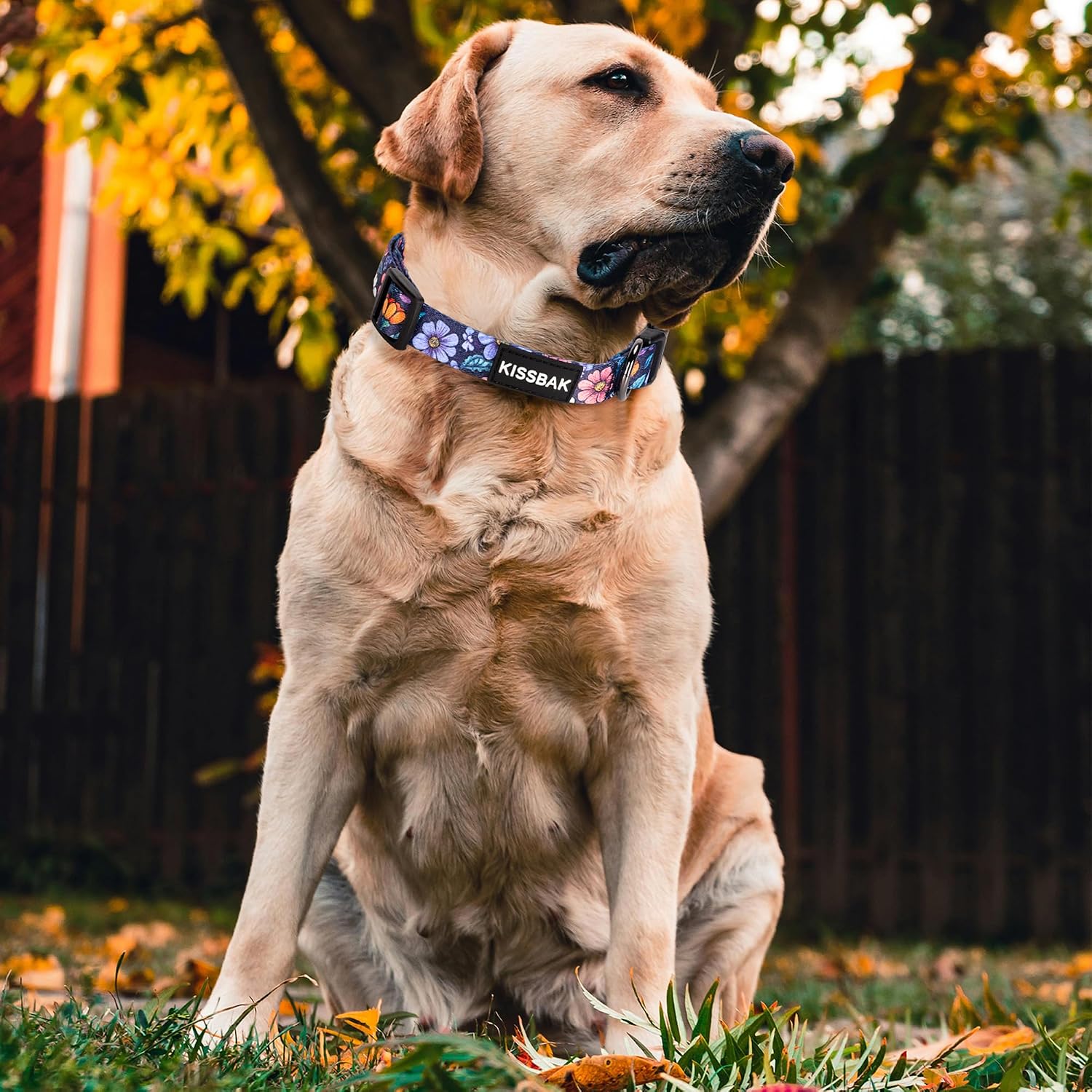 Dog Collar for Small Dogs - Cute Floral Girl Puppy Dog Collars image 2