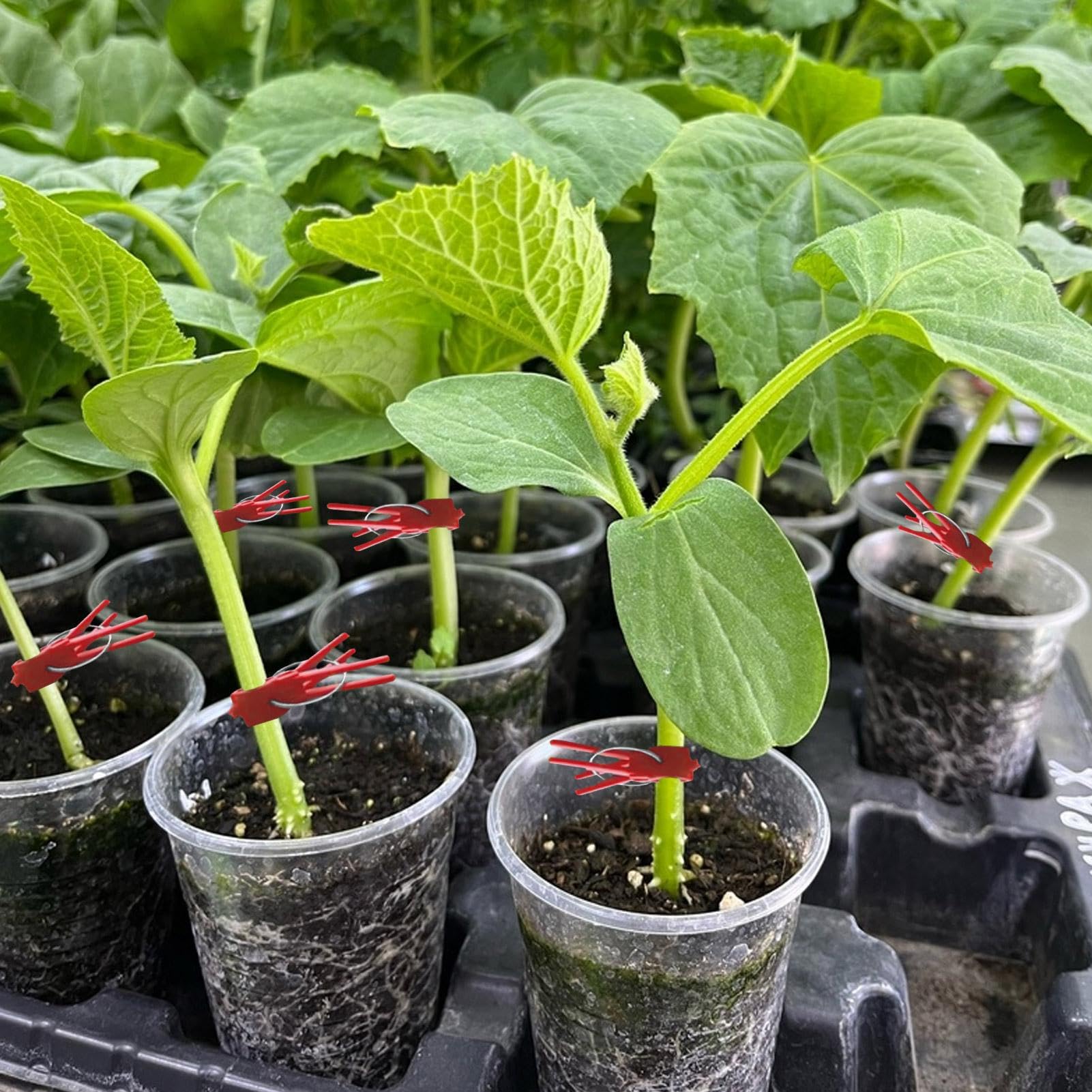 Clips de injerto de plantas, clips de injerto de vegetales | Paquete de 50 abrazaderas de fijación de plantas,Soporte de escalada en la connectas para una enredadera de vegetales, conector de jardiner