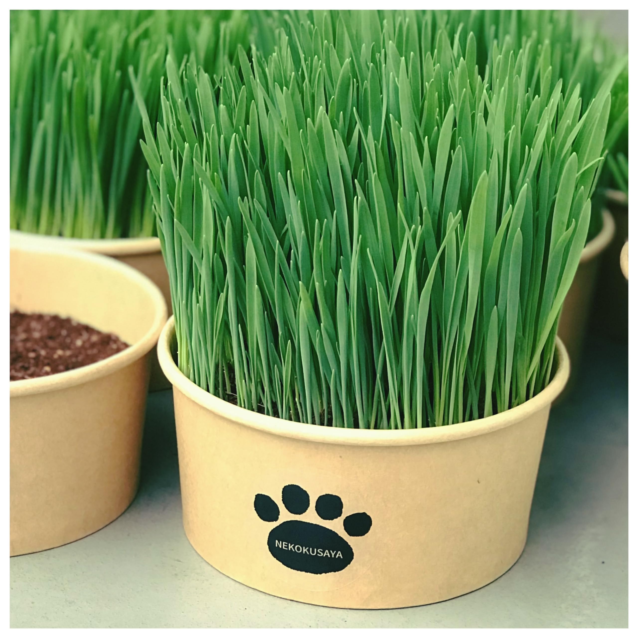 【猫草屋】改良版ver2 栽培済み食べ頃の猫草 ◎無農薬で育てた新鮮な猫草 ◎届…