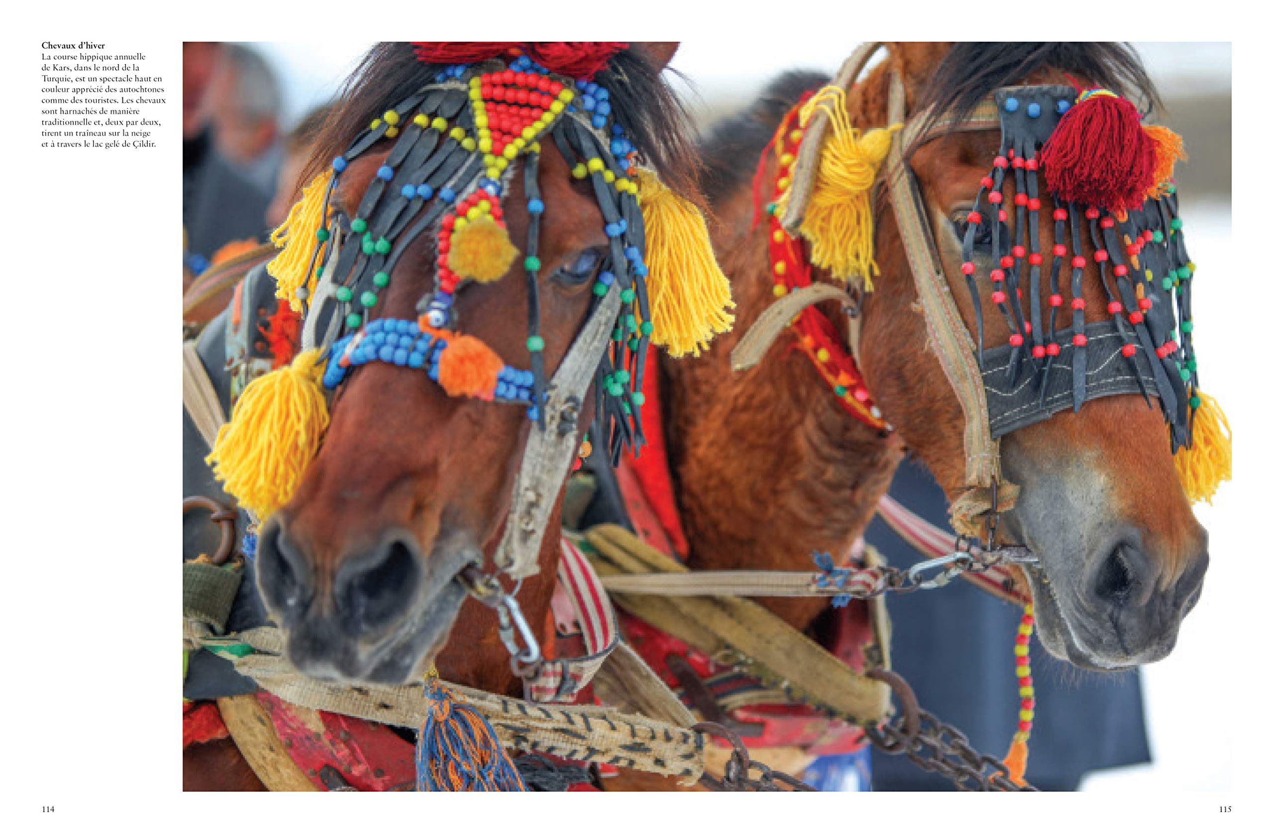 Les Chevaux: Libres et fidèles