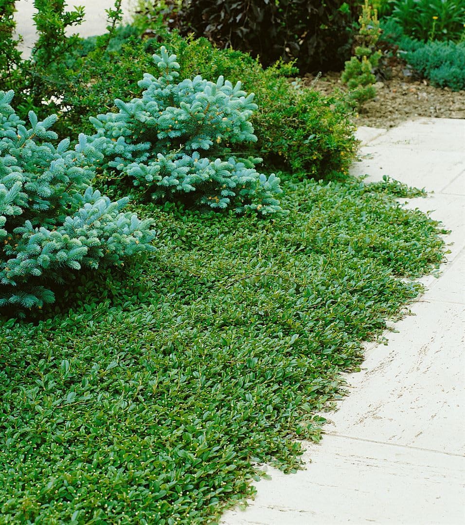 Cotoneaster dammeri 'Radicans' 25 Stück – Kriechmispel – Winterhart, Immergrün, Bodendecker für Garten