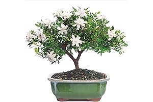 Live Gardenia Plant That Thrives Indoors - Brussel's Live Gardenia Outdoor Bonsai Tree