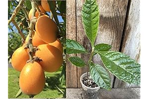 1 Perennial Golden Loquat Fruit Live Seedling Tree,Japanese Plump Live Tree, Green