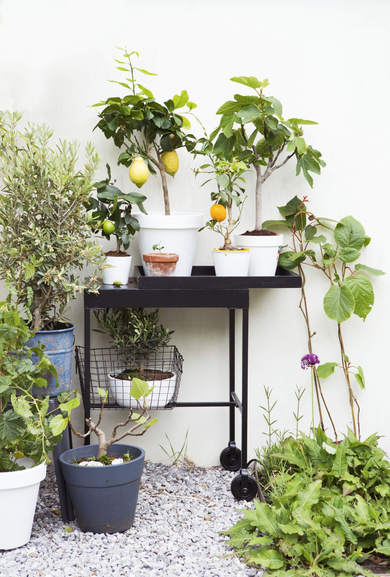 Bloomique - Citrus Limon - Zitrone - Zitronenbaum - Zitrusbaum - Obstbaum - Gartenpflanzen - Höhe 50-70 cm - Topf 19 cm