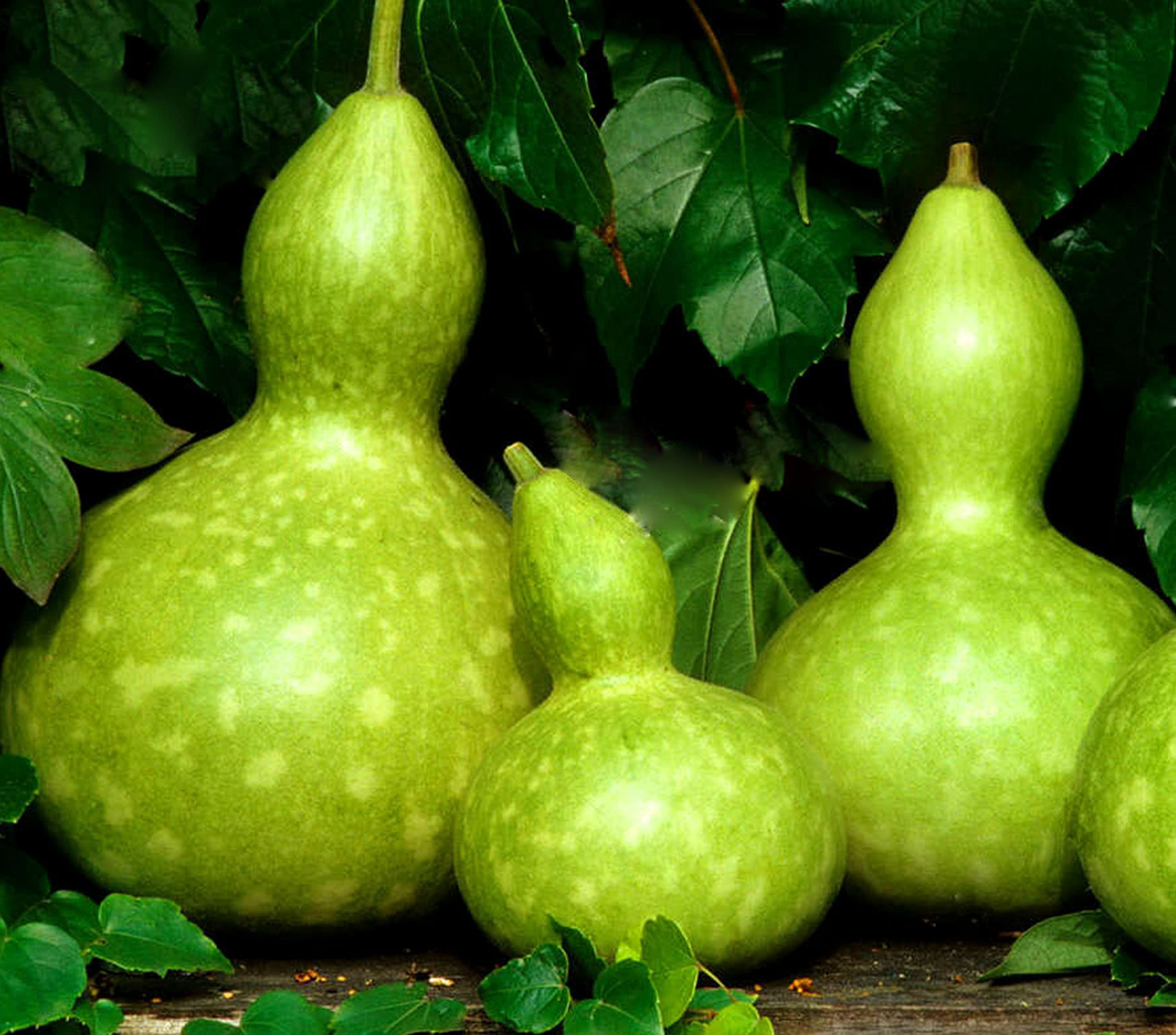 Buy4seeds Large Bottle Gourd - Squash - 3 Seeds - Cucurbita Pepo - Birdhouse - Climber for Planting Garden Yard Patio and Useful for Gifts