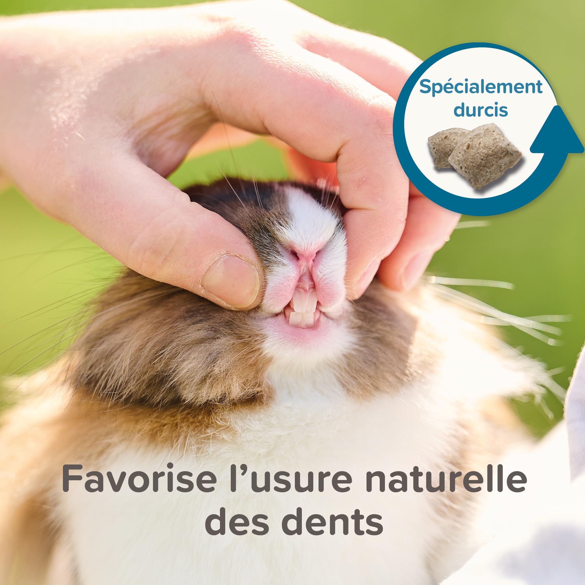 BEAPHAR – Care+ – Alimentation Super Premium extrudée pour Rat – Extrait de thé Vert – Proteines animales – Haute digestibilité – Participe à l’Usure Naturelle de Dents – sans sucres ajoutés – 700g