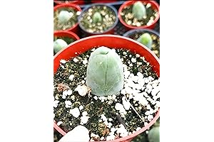 Penis Cactus