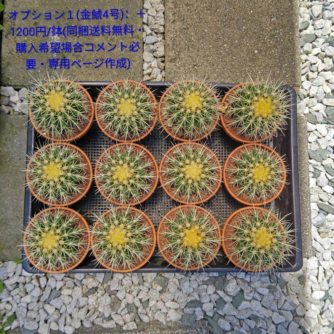 Amazon.co.jp: フェロカクタス 赤鳳 セキホウ 8号 ロックガーデン