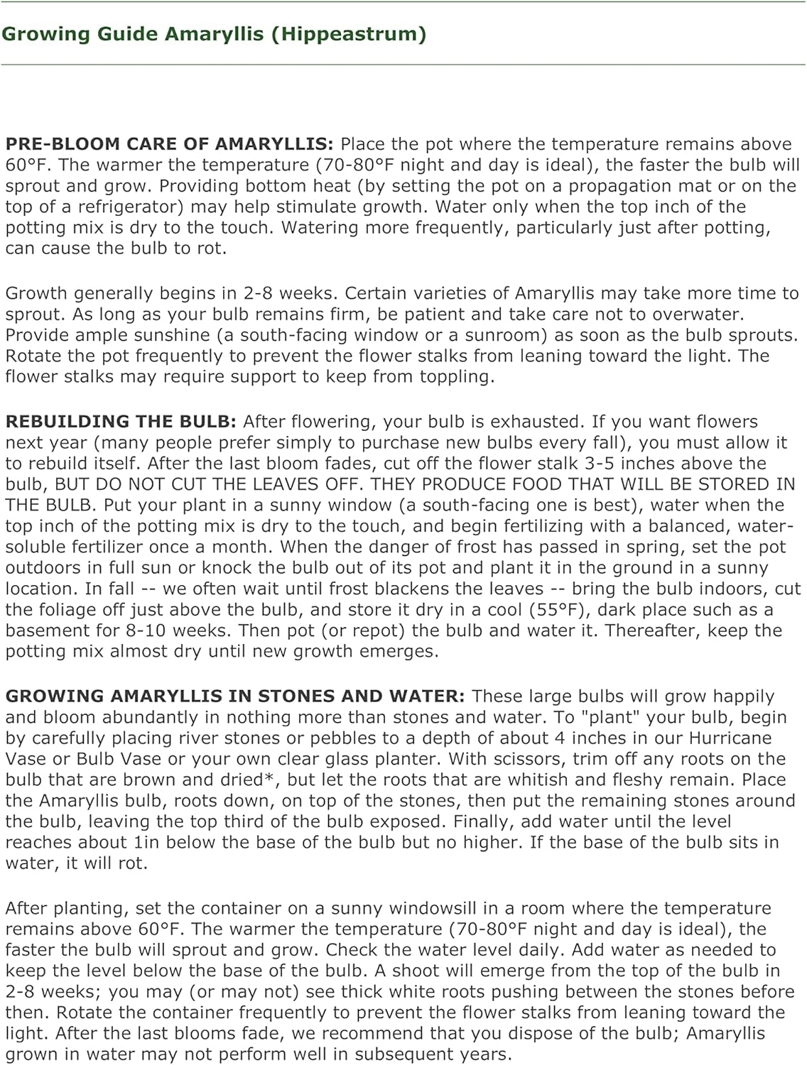 3 Red Lion Amaryllis Bulbs Bulk Pricing! Wonderful to Gift As-is to Your Gardening Friends. Bulb Size 24-26cm Ships from Tennessee