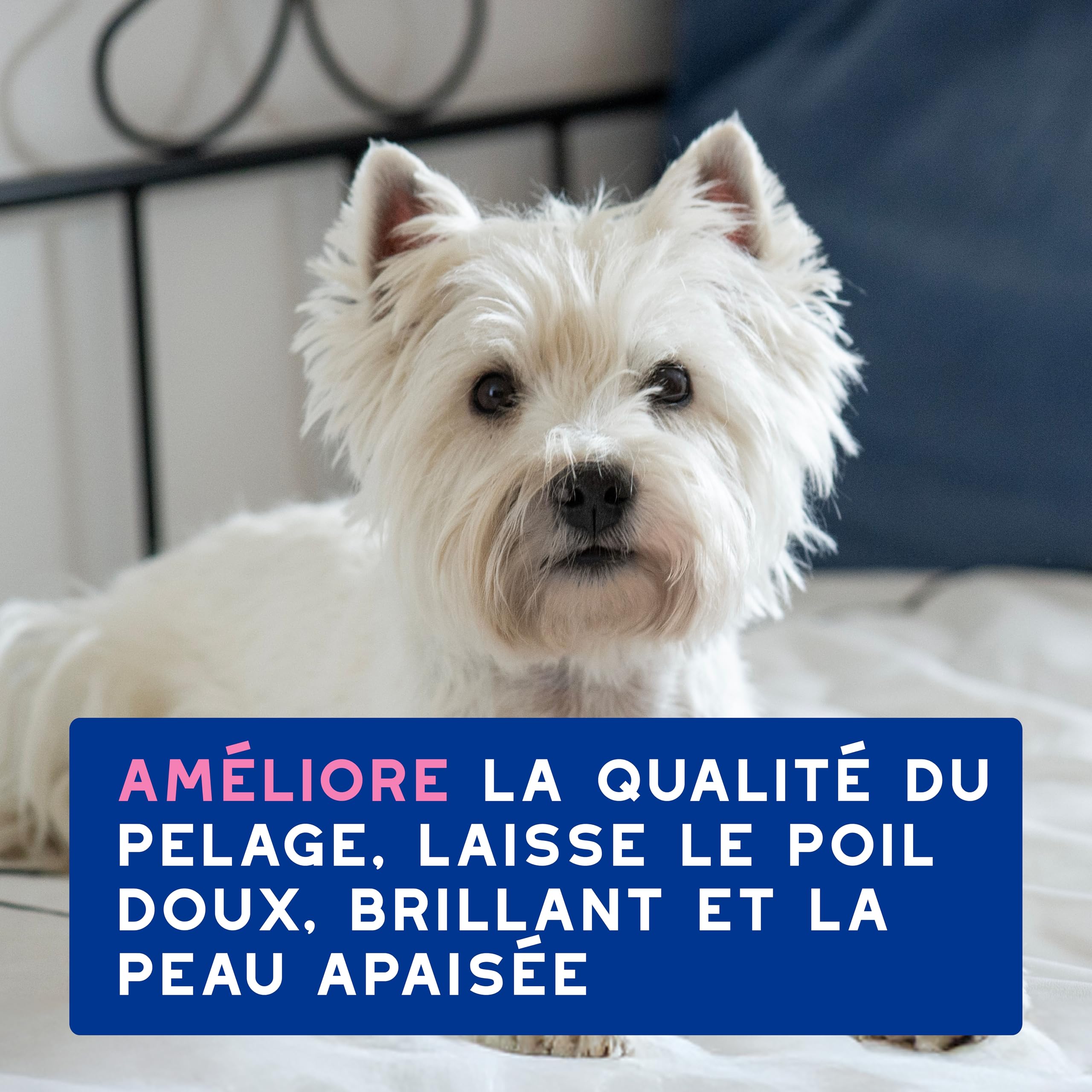 DOUXO Skin & Coat Spa - Ultra-Safe Shampoing Anti-démangeaisons pour Chien, 250mL, Nettoie et apaise la Peau, Laisse Le Pelage Doux et éclatant, Formule respectueuse de la Peau.
