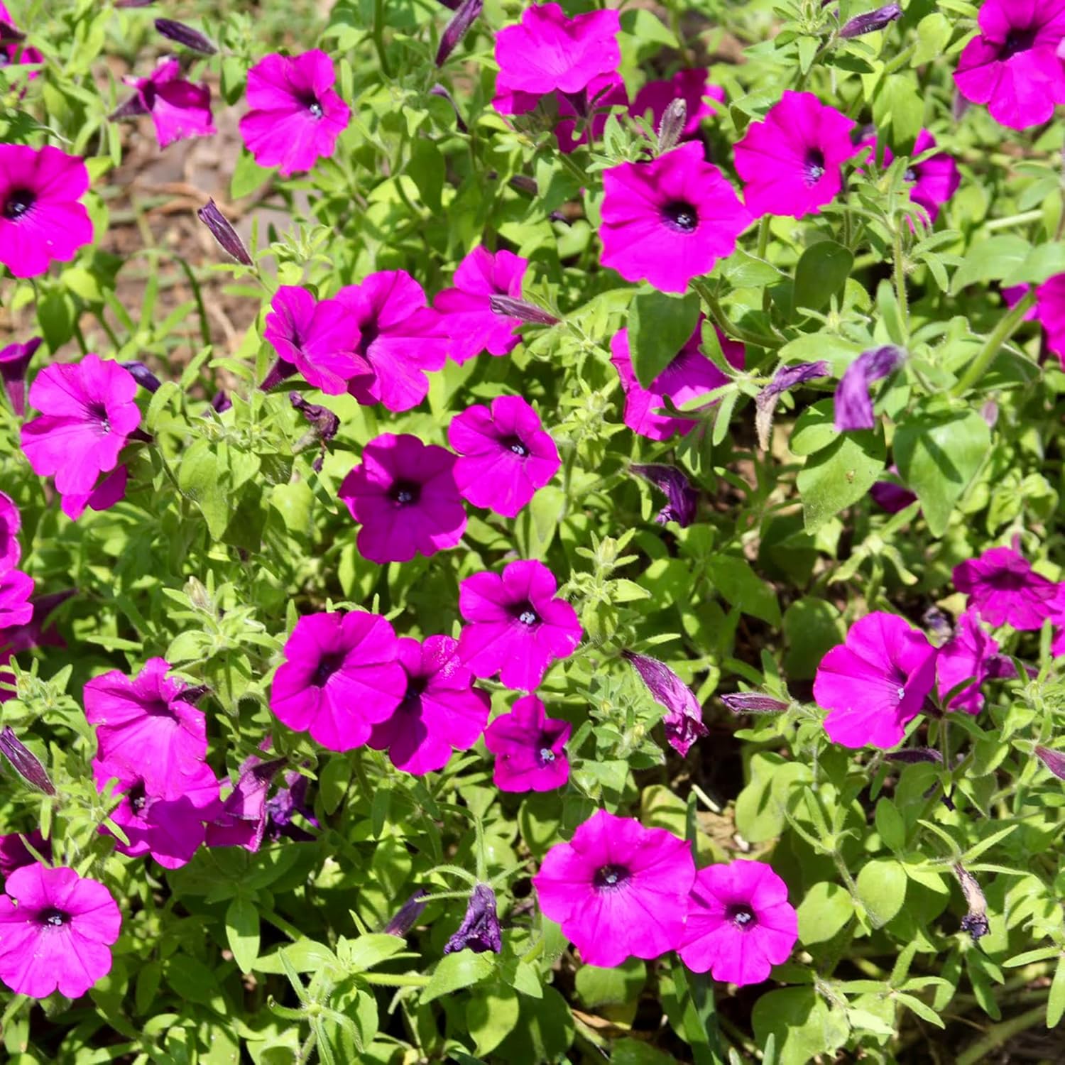 Laura Bush Petunias Seeds Petunia Violacea 'Laura Bush