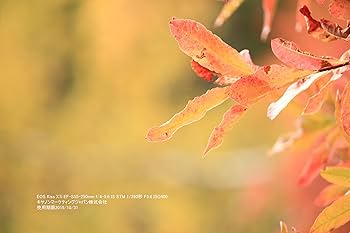 ⭐️ノビタブライヤン ⭐️ Canon  x7i 【ショット数少な目】 Amazon.co.jp: 【整備済み品】 キヤノン Canon デジタル一眼レフ