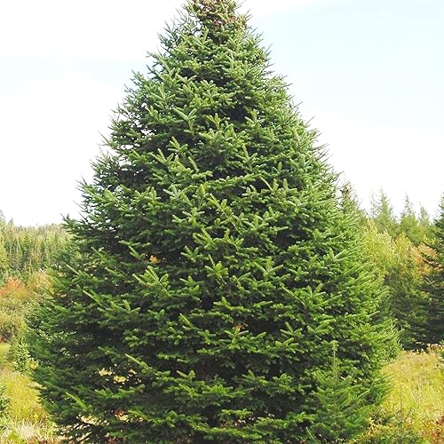 Miniatura 3 de YEGAOL Garden - Semillas de abeto balsamea de hoja perenne de hoja perenne, follaje aromático, forma atractiva, bajo mantenimiento para jardines,