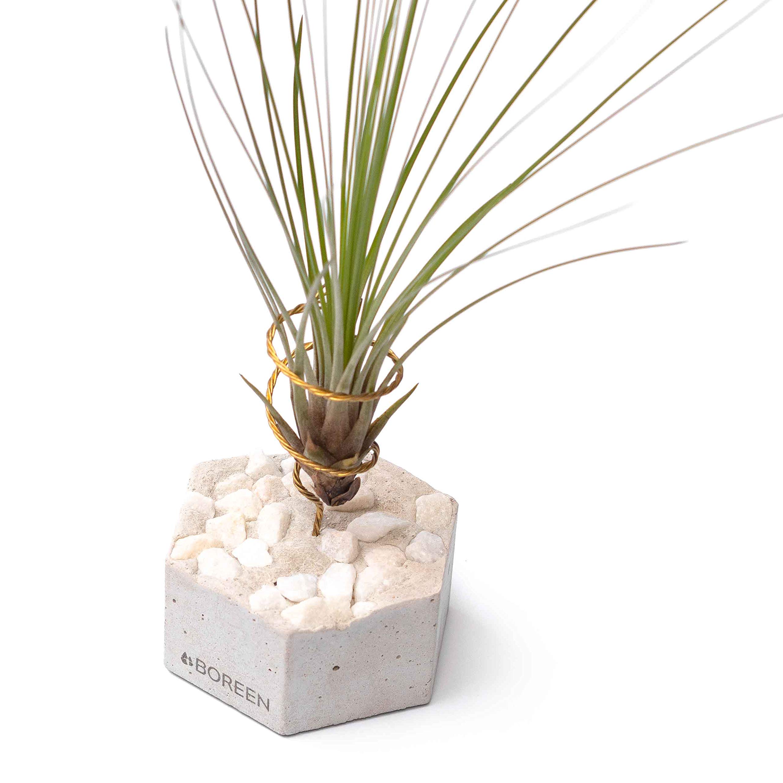 BOREEN - Piante ad aria tillandsia mag con supporto da scrivania decorativo (Hex. cemento grigio, aste di legno e pietre nere