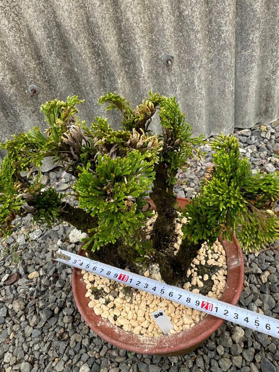 Amazon.co.jp: 30年物 岩松 イワヒバ 岩ヒバ 盆栽 山野草 高山植物 328