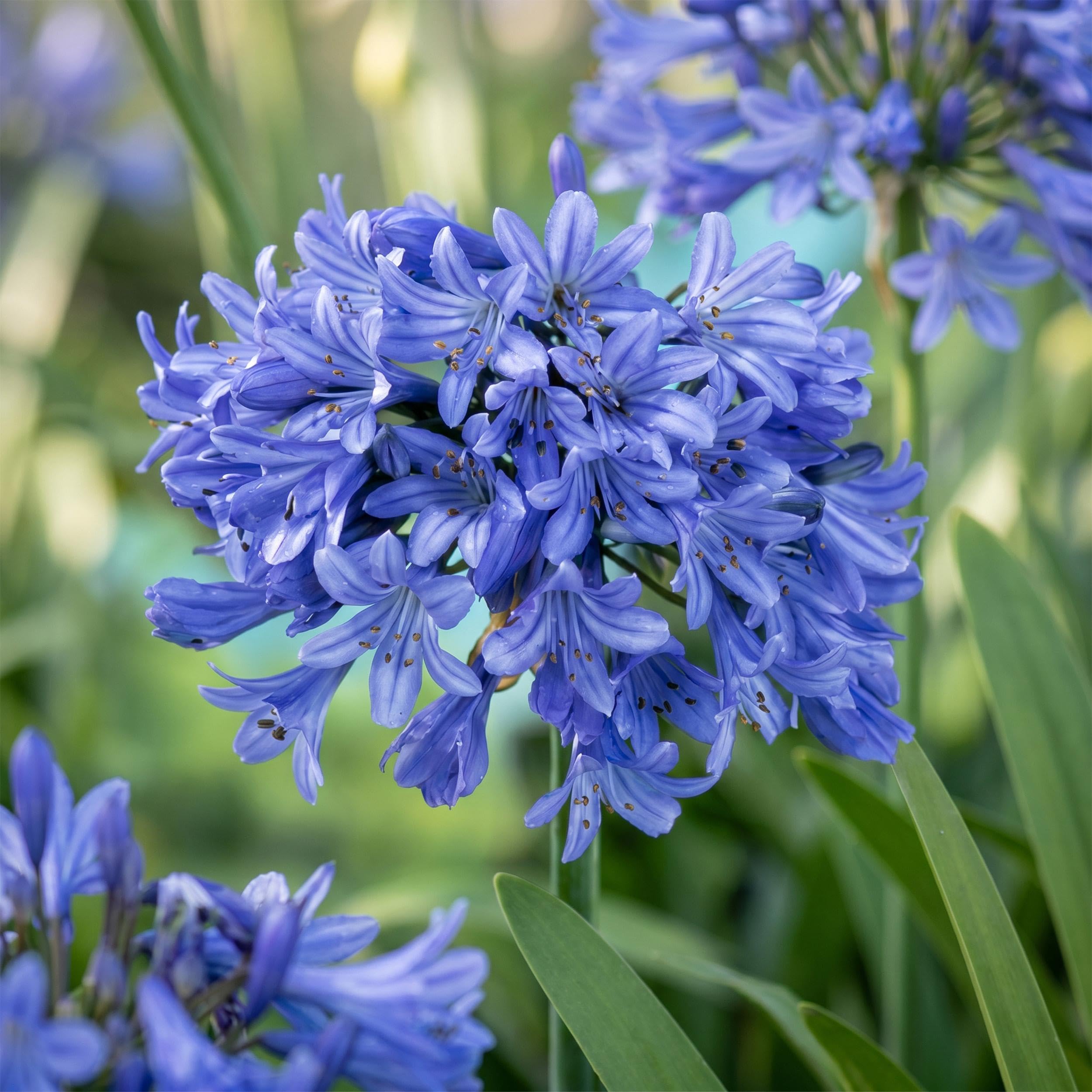 Agapanthus africanus – lilia afrykańska – rośliny przyciągające pszczoły i motyle – niebieskie – 6 sztuk - 15-25cm - Ø11cm - Roślina ogrodowa