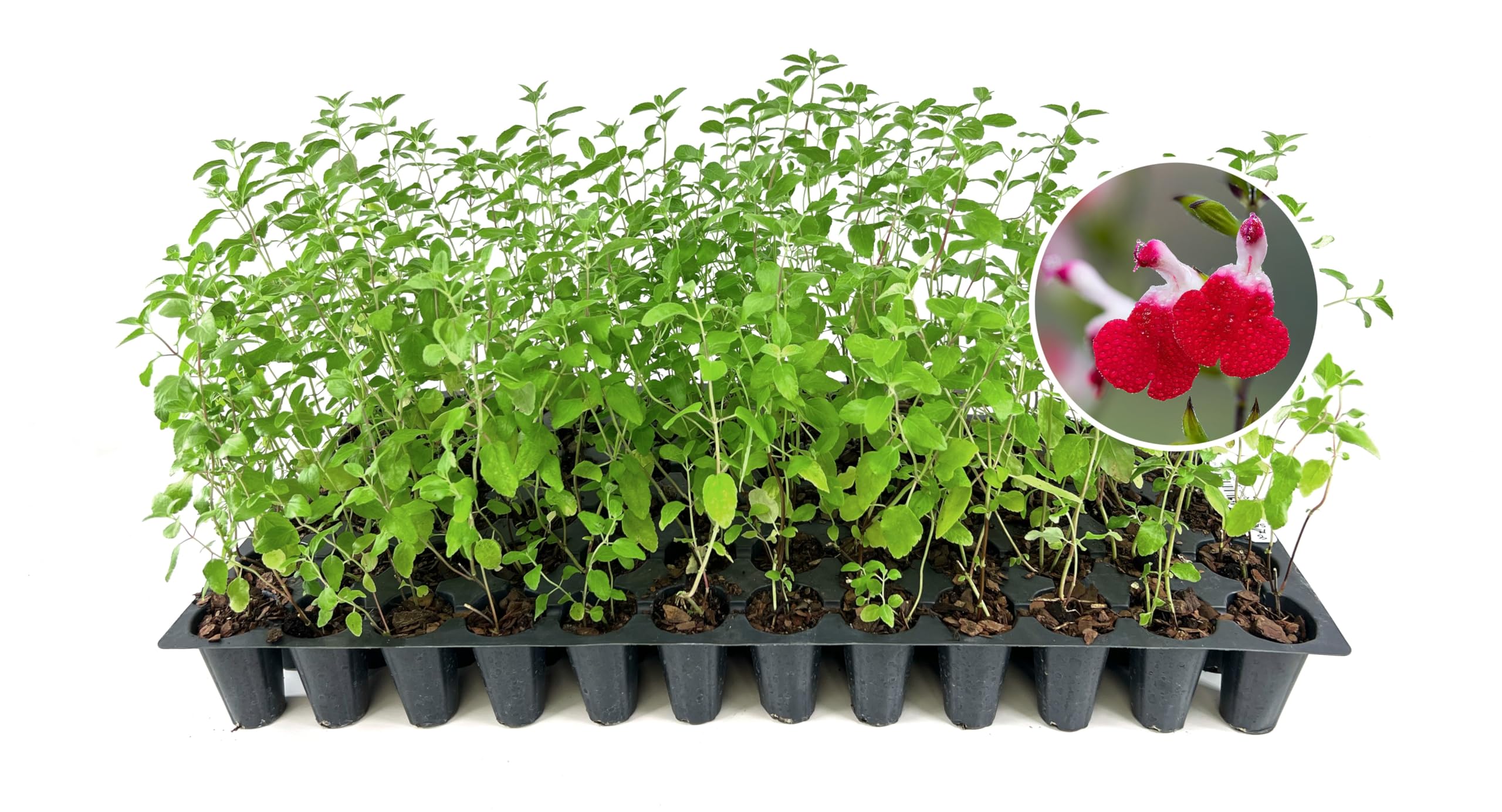 Amazon.com : Salvia Hot Lips Plants | 3 Live Seedlings | Salvia