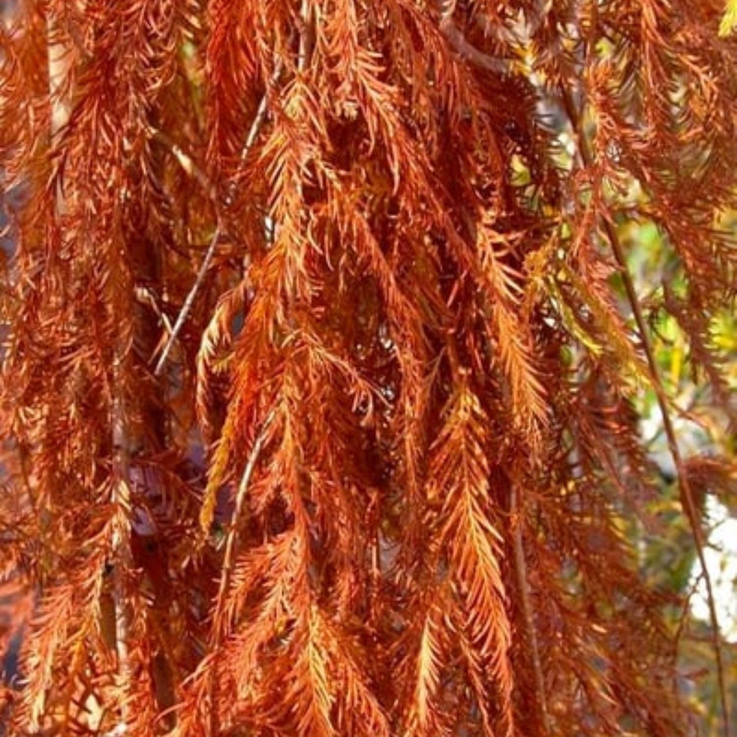 Falling Waters Bald Cypress, Graceful Weeping Form and Soft Green Foliage, 1 gal. Nursery Pot, 3–4 ft Tree Height (Ships to 48 States Including CA & AZ)
