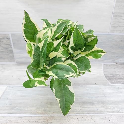 Miniatura 9 de Pothos N'Joy - Epipremnum aureum - Plantas vivas, plantas de interior (maceta de 4 pulgadas) por 3exoticgreen